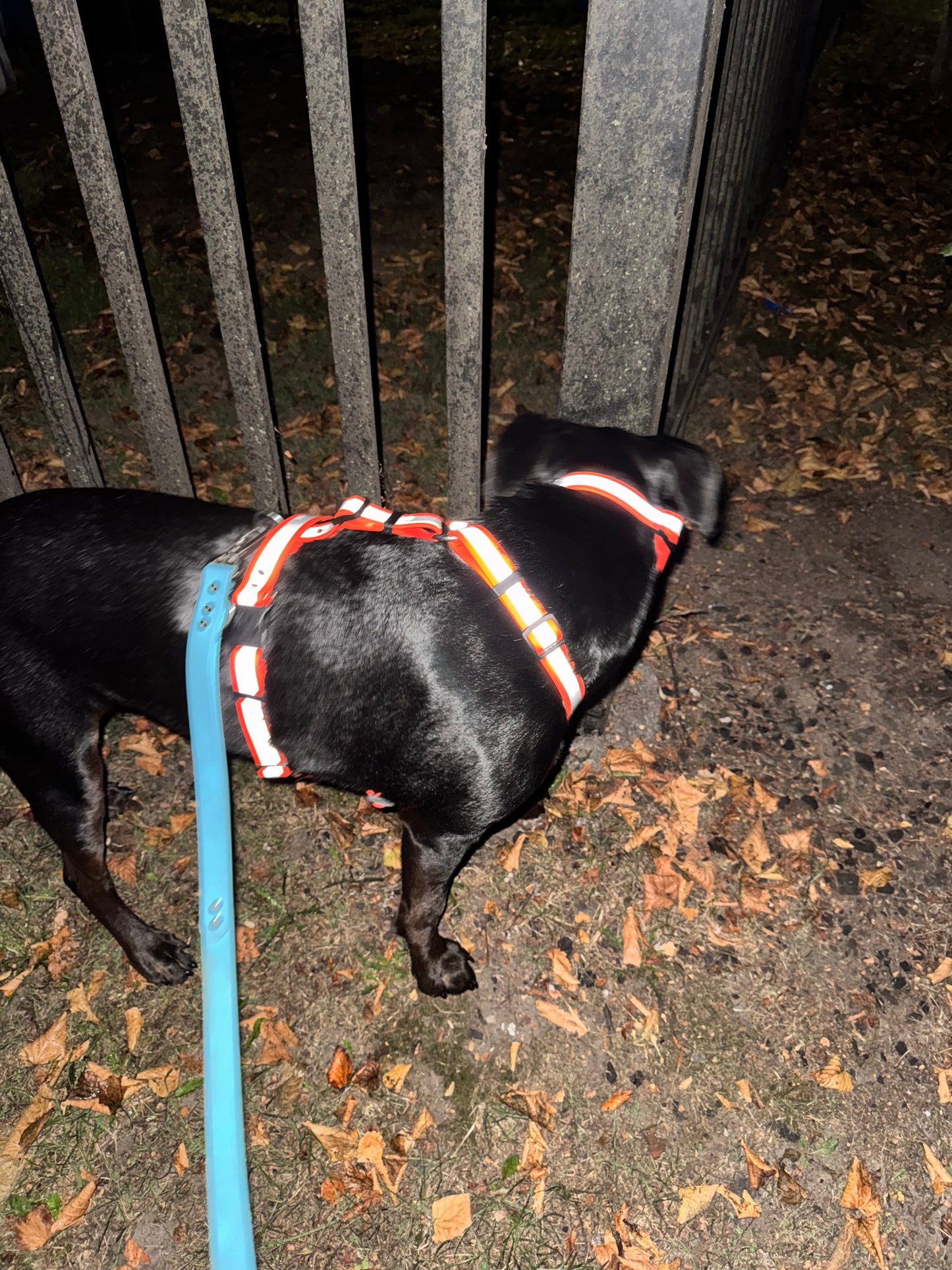 Adventure Collar - Reflective