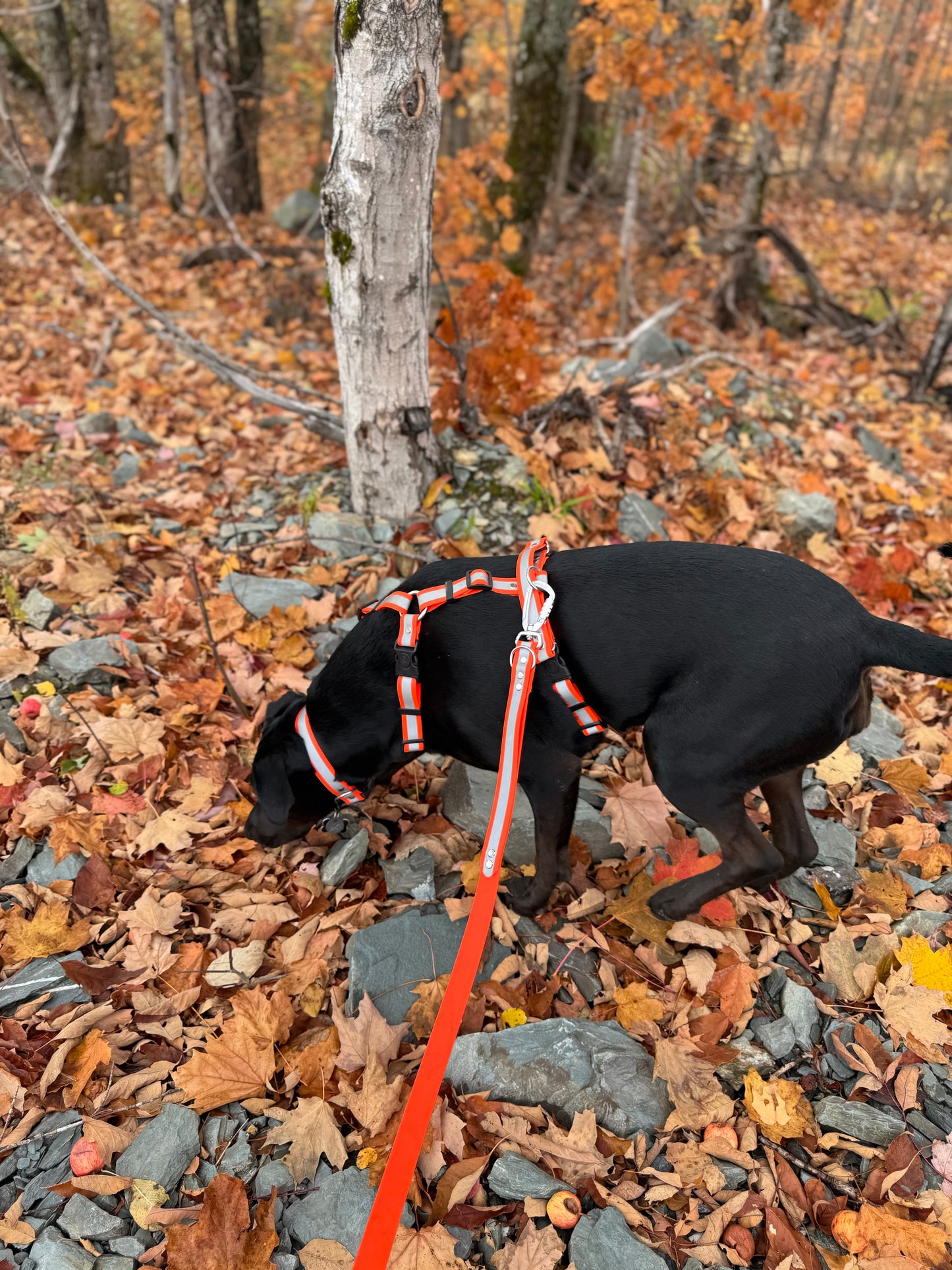 Adventure Collar - Reflective