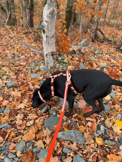 Adventure Collar - Reflective