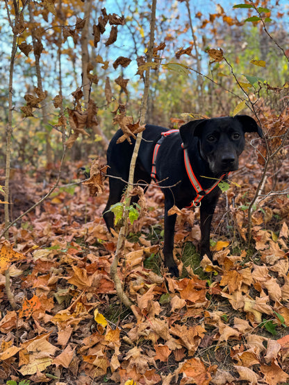 Adventure Harness - Reflective