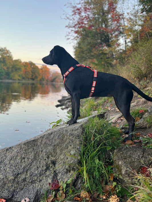 Adventure Harness - Reflective