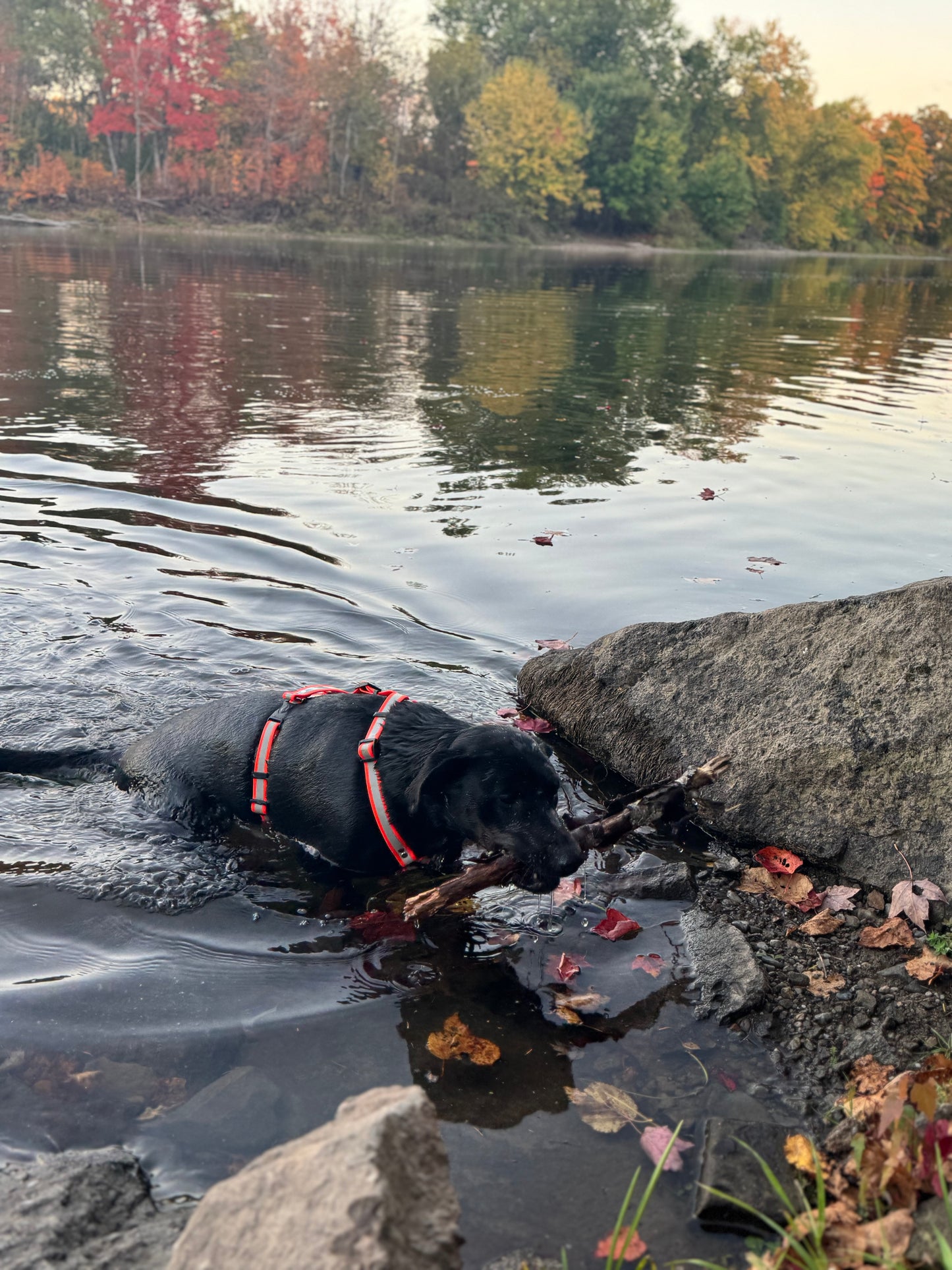 Adventure Harness - Reflective
