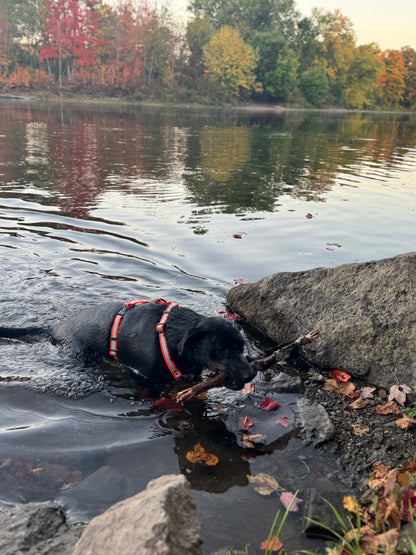 Adventure Harness - Reflective