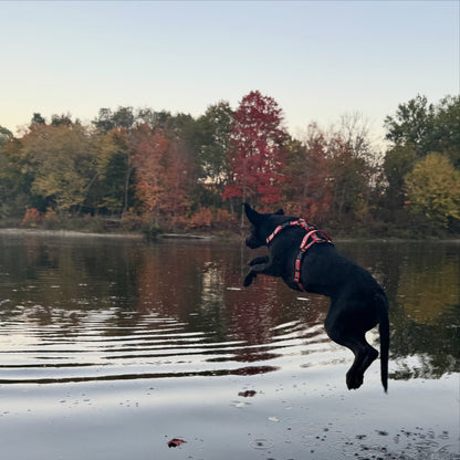 Adventure Harness - Reflective