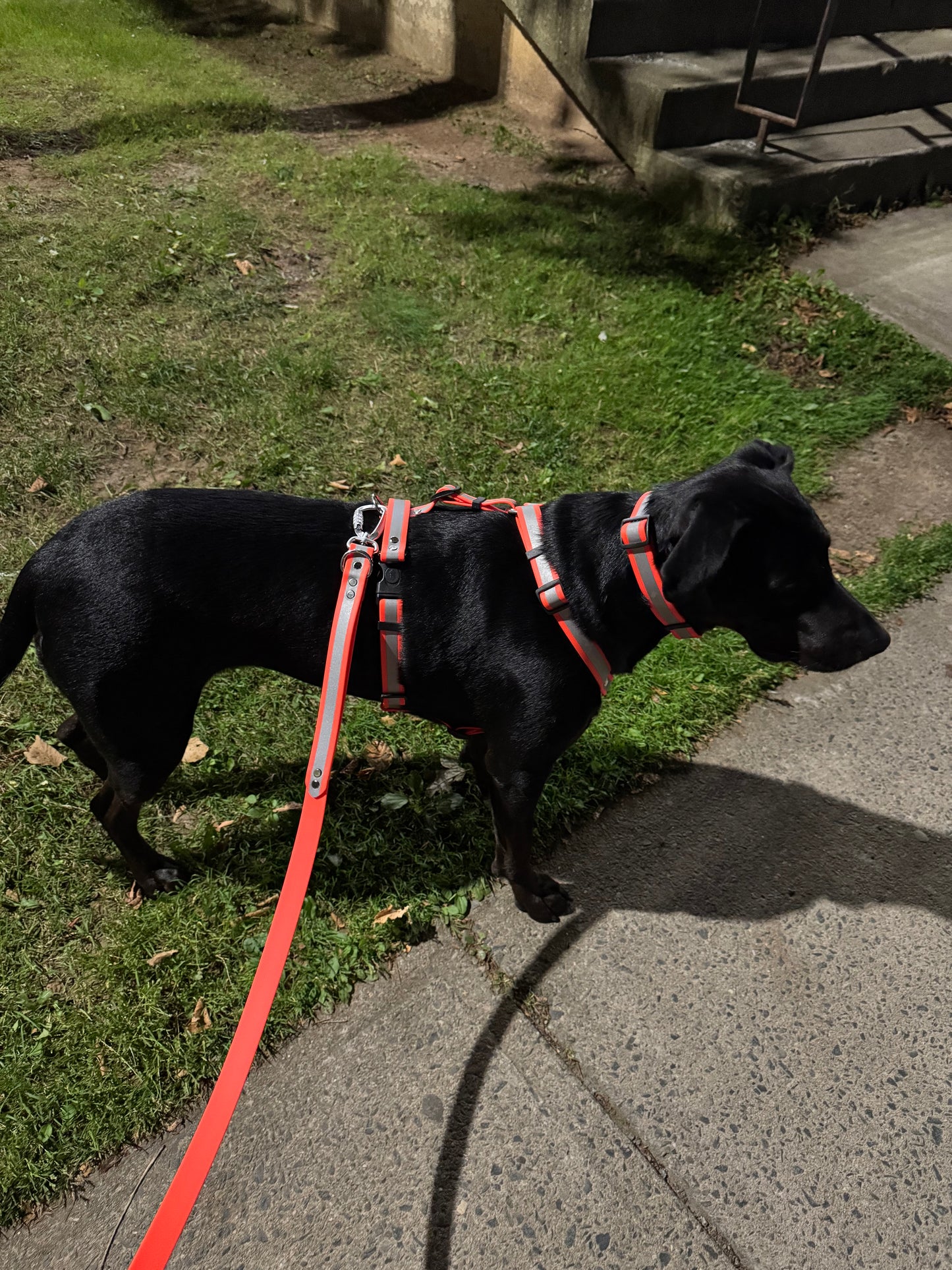 Adventure Collar - Reflective