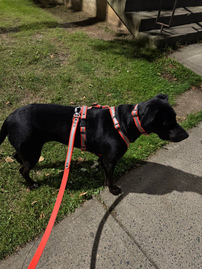 Adventure Collar - Reflective