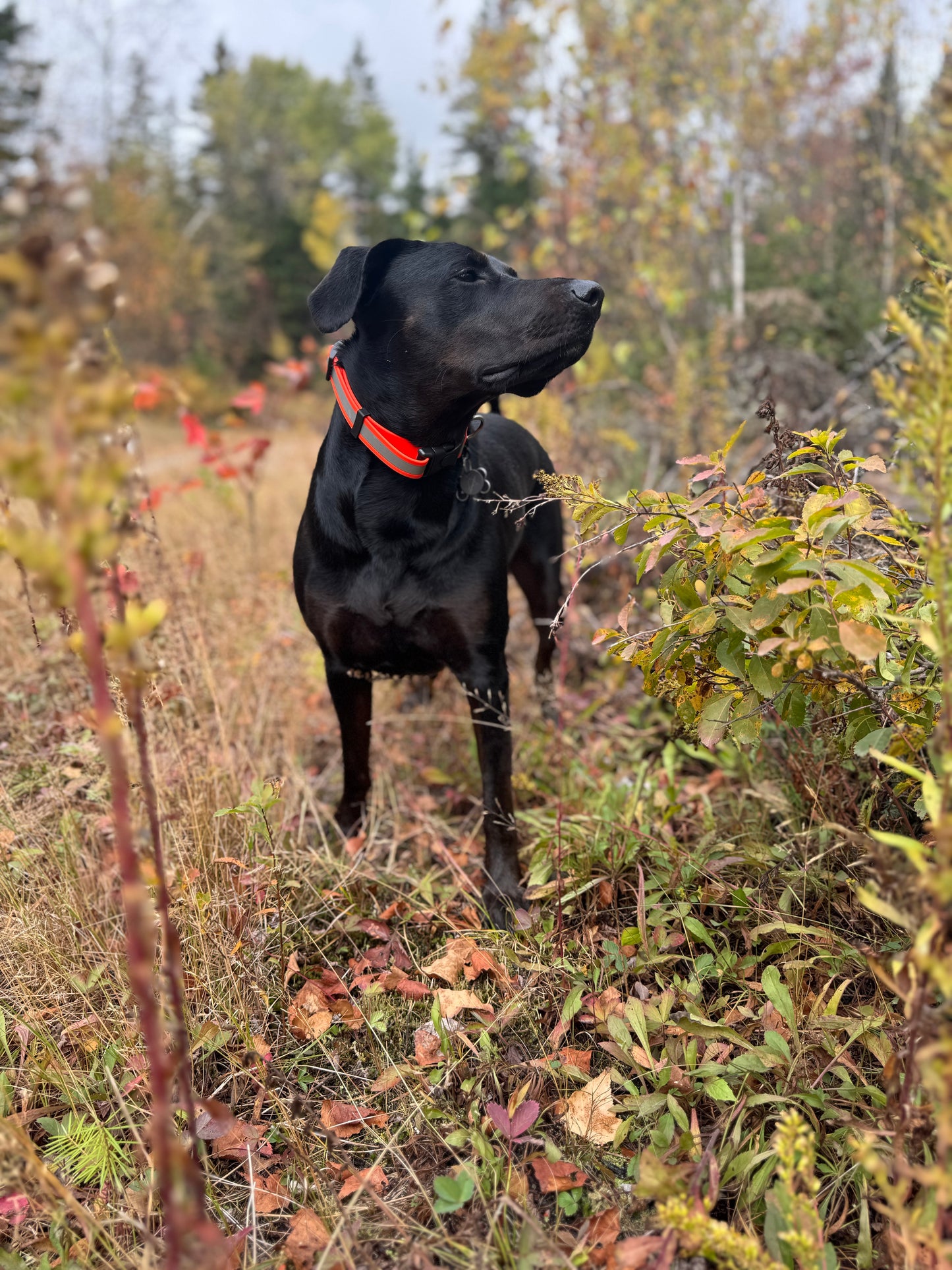 Adventure Collar - Reflective