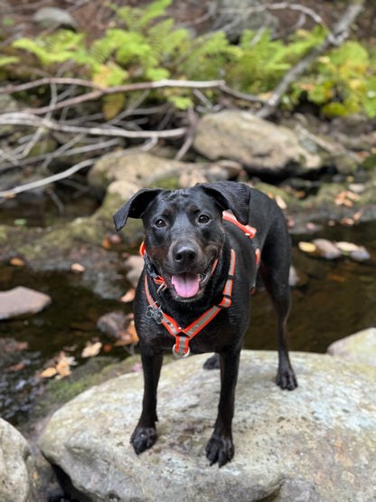 Adventure Harness - Reflective