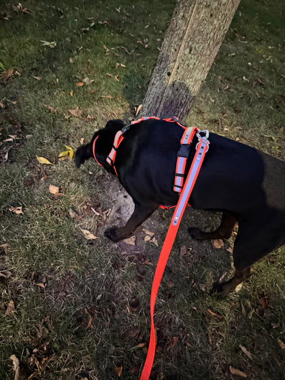 Adventure Harness - Reflective