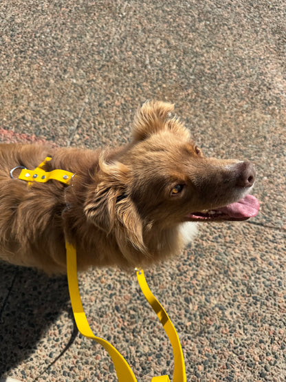 Adventure Hands-Free Leash