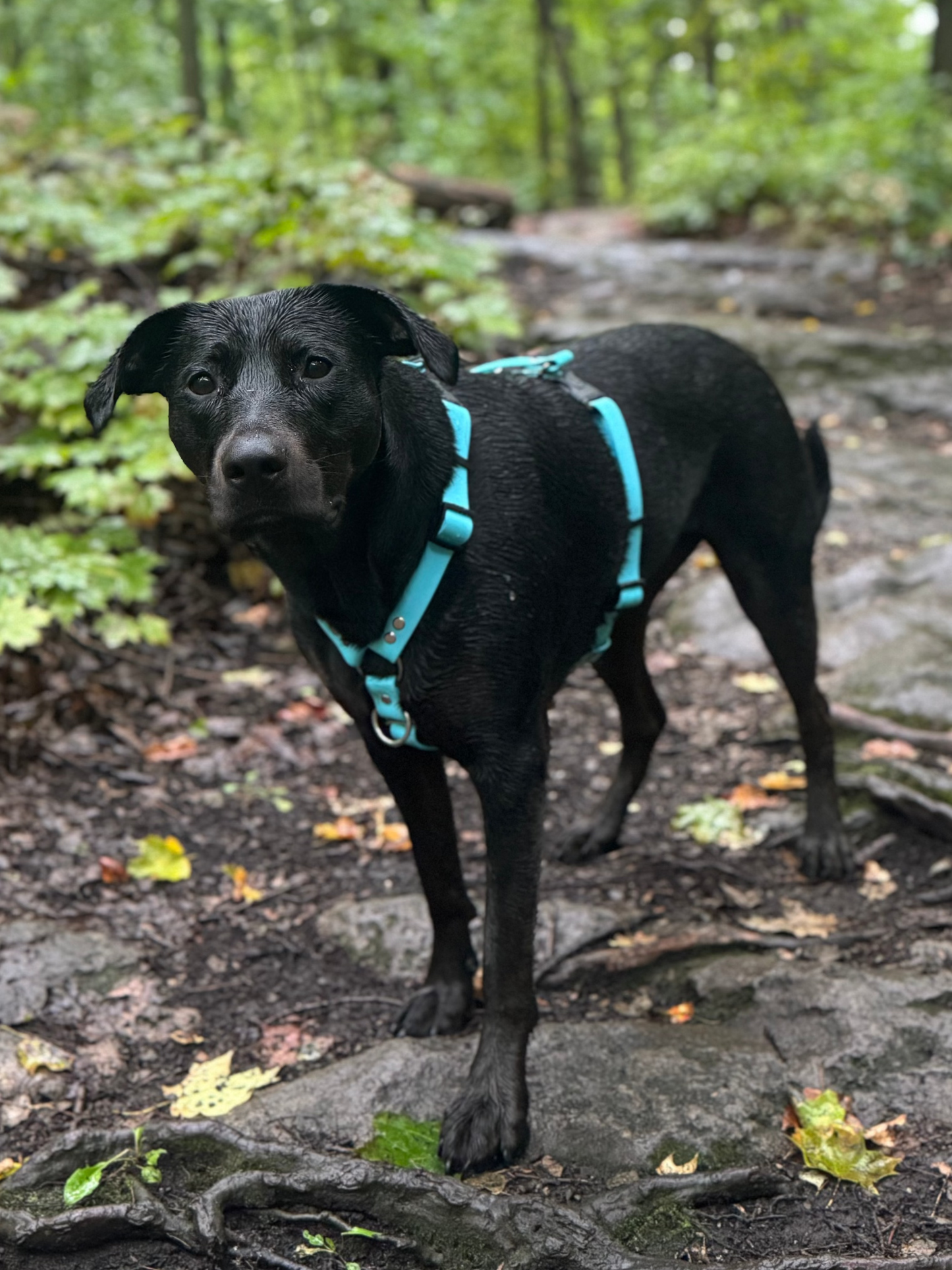 Adventure Harness