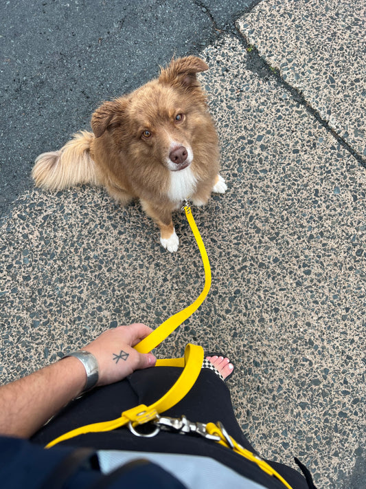 Adventure Hands-Free Leash